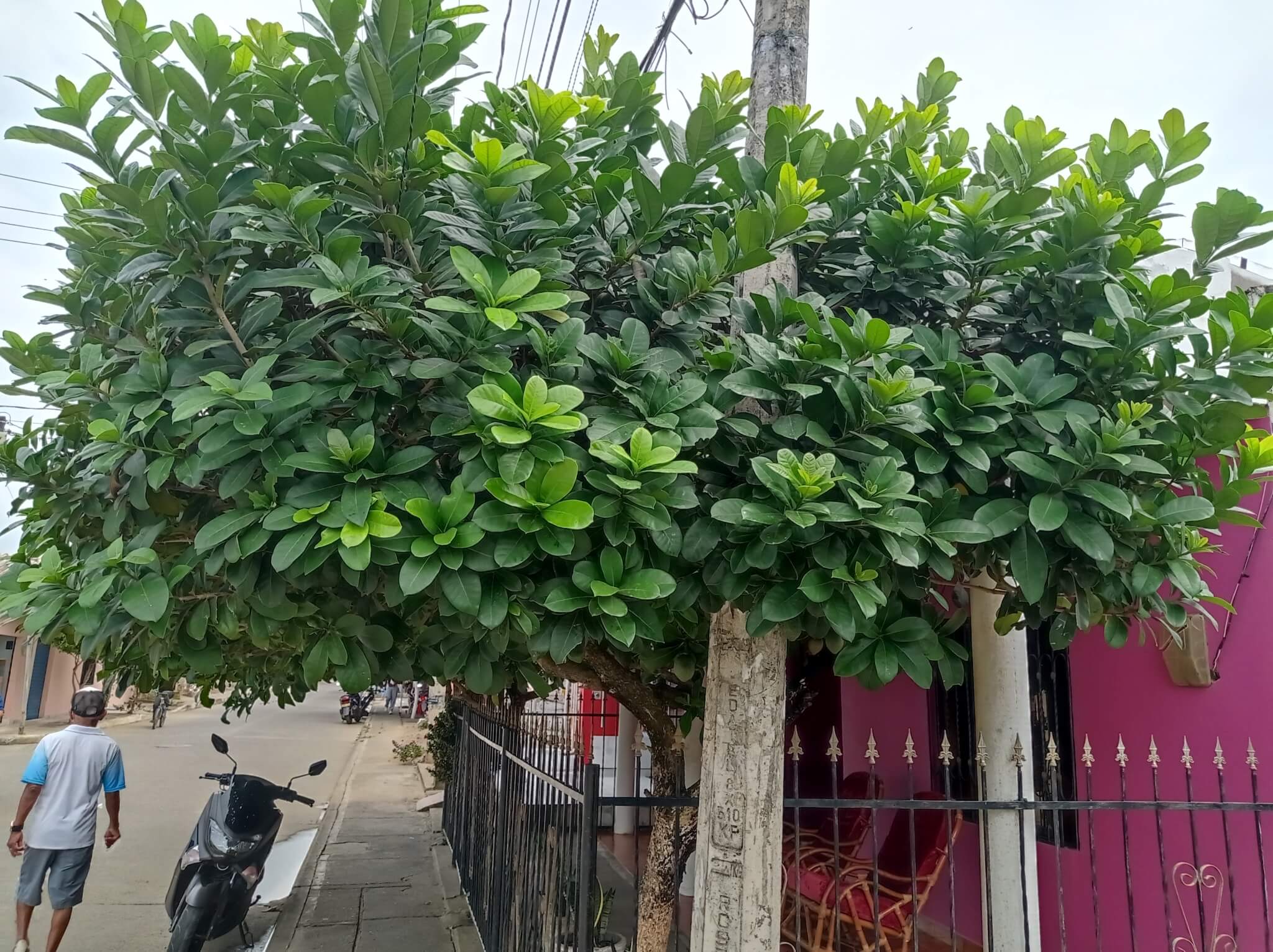 Amphitecna latifolia 